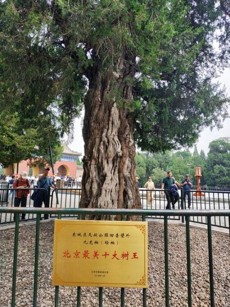 北京市树是什么_北京市树国槐和侧柏的象征意义-第1张图片-俊逸知识馆 北京市树是什么_北京市树国槐和侧柏的象征意义-第1张图片-俊逸知识馆