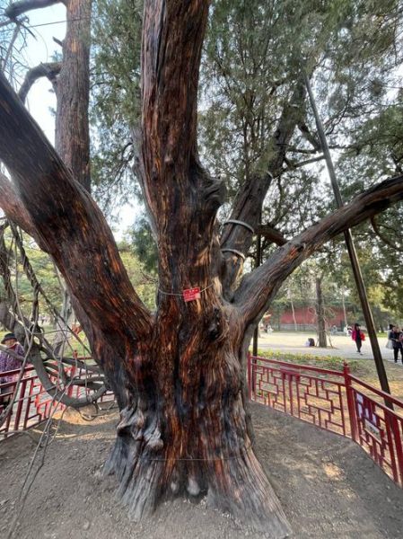 北京市树是什么_北京市树国槐和侧柏的象征意义-第3张图片-俊逸知识馆 北京市树是什么_北京市树国槐和侧柏的象征意义-第3张图片-俊逸知识馆