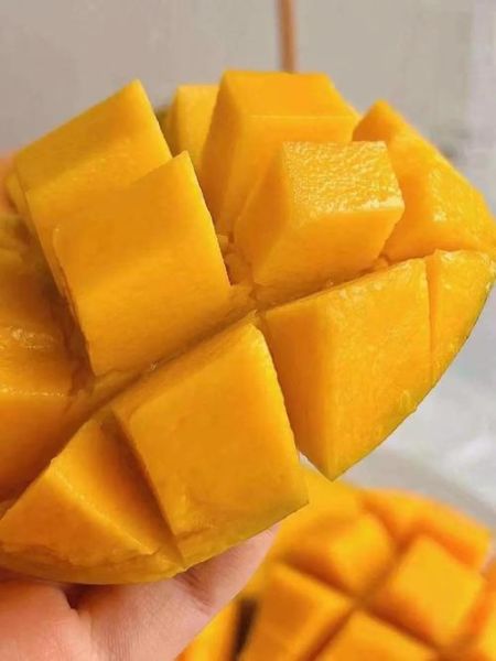 芒果网怎么样_芒果网旅游靠谱吗-第1张图片-俊逸知识馆 芒果网怎么样_芒果网旅游靠谱吗-第1张图片-俊逸知识馆