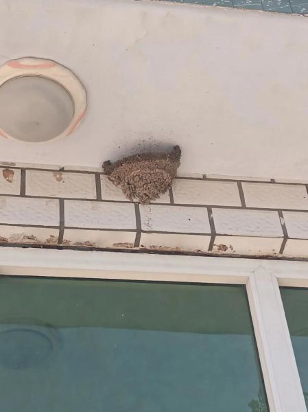 北京燕子什么时候回来_北京燕子筑巢地点在哪-第1张图片-俊逸知识馆