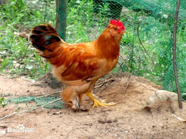 北京油鸡图片哪里找_北京油鸡品种特点-第1张图片-俊逸知识馆 北京油鸡图片哪里找_北京油鸡品种特点-第1张图片-俊逸知识馆