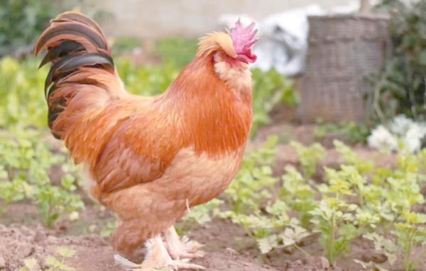 北京油鸡图片哪里找_北京油鸡品种特点-第3张图片-俊逸知识馆 北京油鸡图片哪里找_北京油鸡品种特点-第3张图片-俊逸知识馆