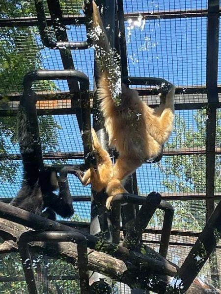 北京动物园天气_北京动物园适合穿什么衣服-第1张图片-俊逸知识馆